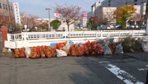 桜が頑張って咲いています