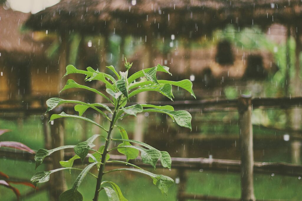 梅雨の思い出
