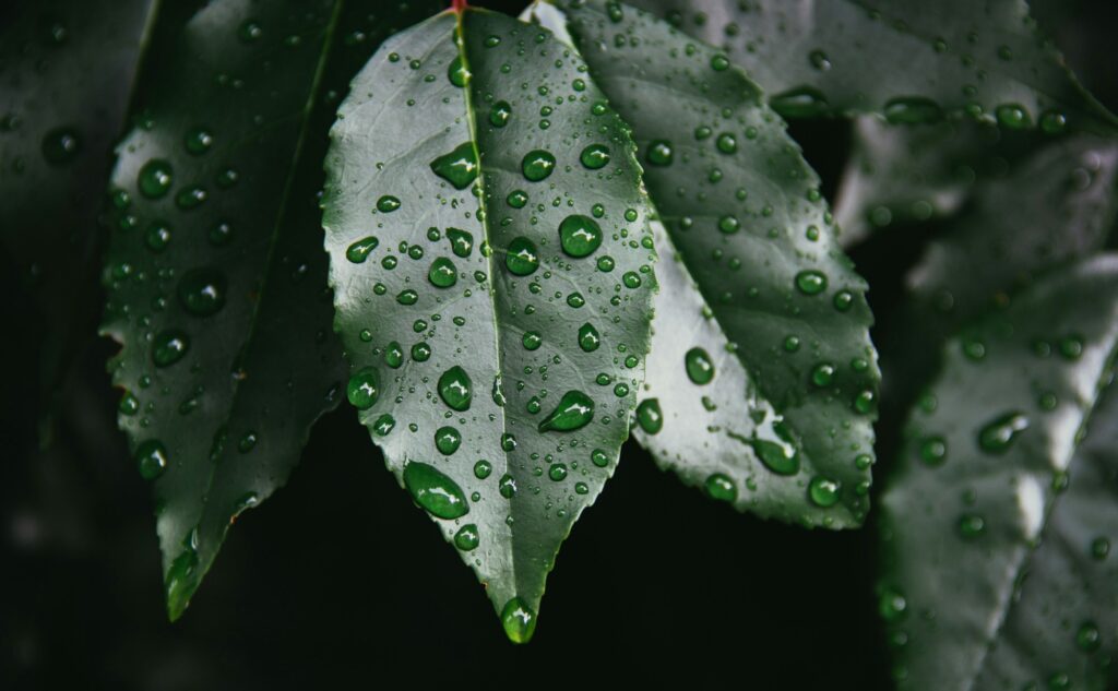 雨の危機管理