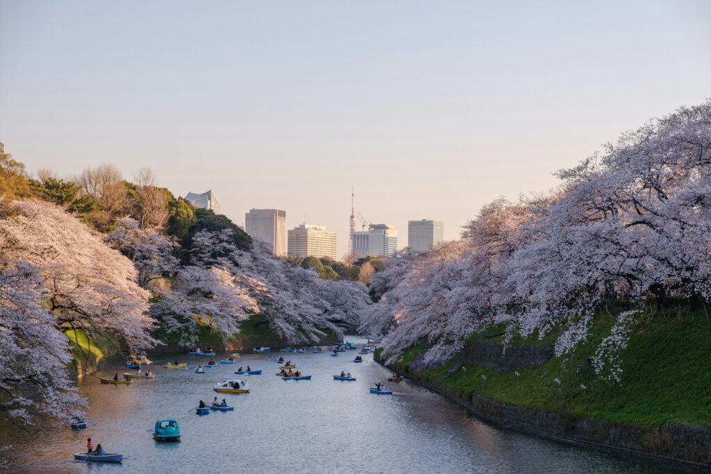 桜は満開！！腰は全開！！ジャガーに久しぶりに乗りました！！