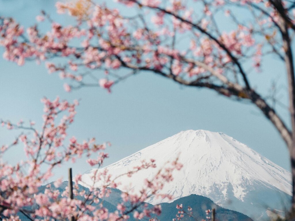 1年が始まりました！！桜は満開です！！