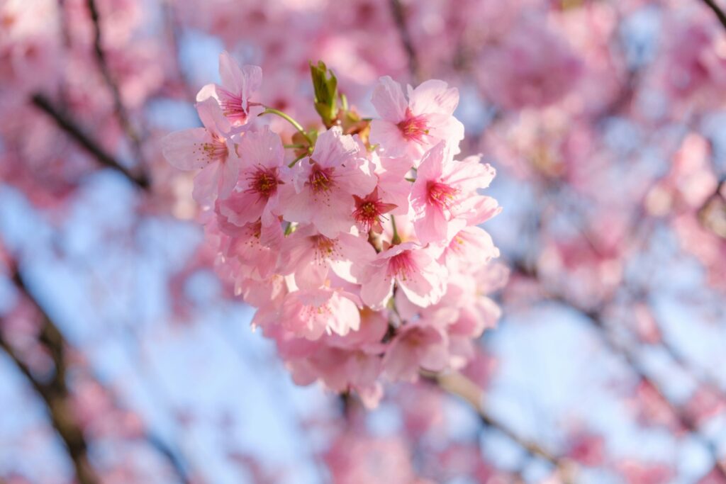 もうすぐ桜の季節です！！ワクワク！！