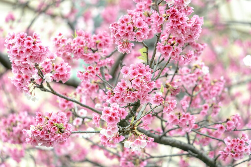 いよいよ九州出張です！！桜は満開かな？？？
