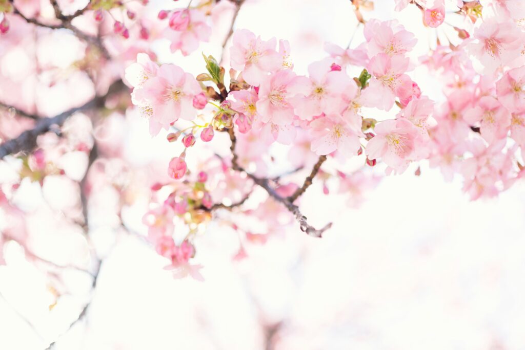 桜は、母の花です！！母の教え！！