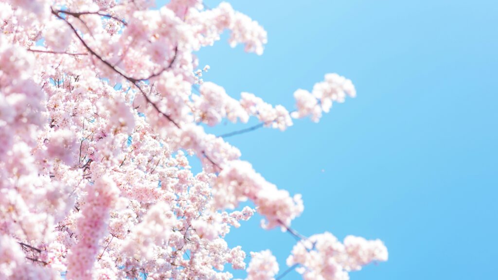 桜とともに1年が、スタートした気分です！！